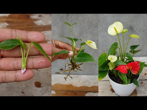 How to grow and care Anthurium plant simple method | Anthurium Plant