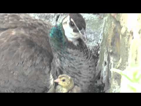 Baby Peacock (Less than a day old) with mother