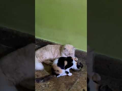 ഇതിനെ നോക്കാൻ എന്നെക്കൊണ്ട് പറ്റില്ല |Cat funny videos