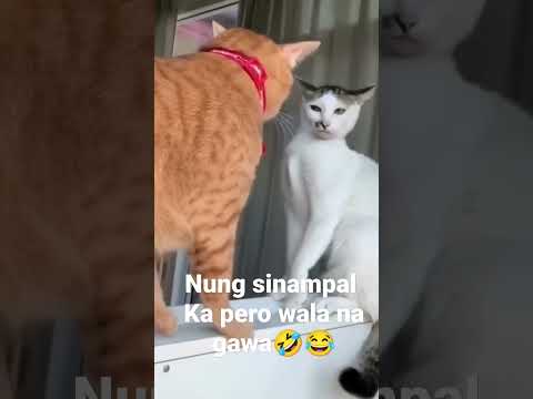 sinampal ka pero Wala ka magawa #animals #cat