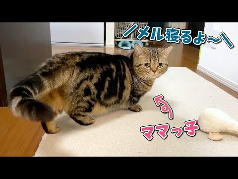 パパに「寝るよ」と言われると素直について行っちゃう猫が可愛すぎる…