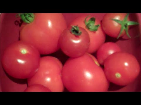 How to Grow Tomatoes from Seed