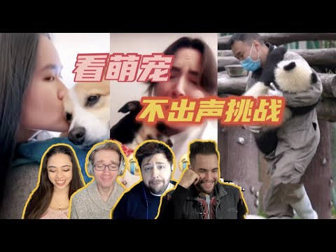 DON'T MAKE A SOUND CHALLENGE 外国人看萌宠合集：忍住不出声挑战！根本忍不住啊啊啊啊啊！！