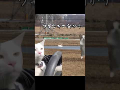 【猫ミーム】アルパカの赤ちゃんに会いに行った話　#shorts 　#猫ミーム #猫meme #猫マニ　 #アルパカ　#北海道