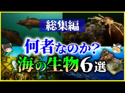 【ゆっくり解説】【総集編】普段食べている「海の生物」何者なのか？6選を解説/ホッケ、サザエ、ワカメ、太刀魚、タラバガニ他【作業用】【睡眠用】