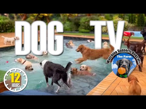 Dog Daycare TV: Entertainment for Dogs 🐶 Videos For Dogs to Watch to Prevent Boredom & Anti Anxiety