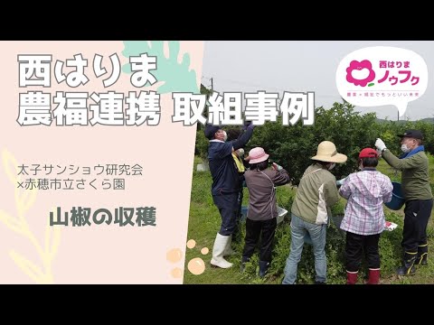 【西はりまノウフク連携事例】山椒の収穫