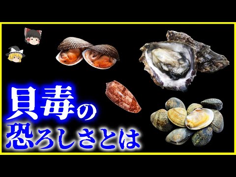 【ゆっくり解説】記憶喪失する貝毒…⁉️「貝毒」の恐ろしさとは？を解説/貝毒の種類、猛毒を持つ貝、最新の貝毒研究…人はいつから貝を食べていた？