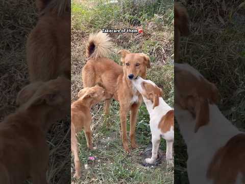 Take care of the fur babies🥺 #diwali #dog #dogs #shorts #viralvideo #trending #viralvideo