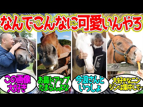 お馬さんってなんでか分からんけど兎に角かわいい…に対するみんなの反応！【競馬 の反応集】