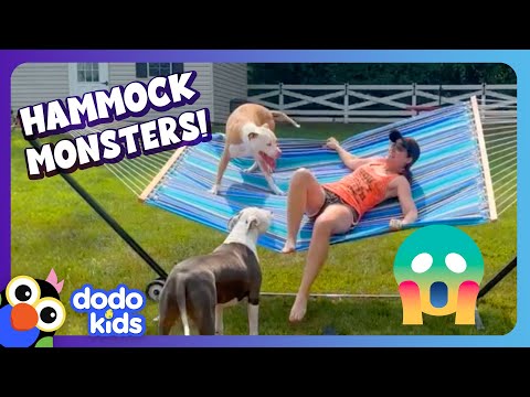 Watch Out For The Hammock Monsters! | Dodo Kids | Funny Dog Videos