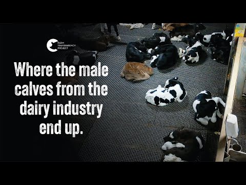 The Slaughter of Hundreds of Bobby Calves | Cedar Meats (Part 1)