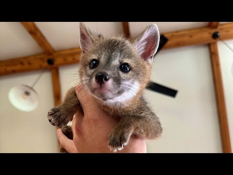 How to Rescue Baby Foxes