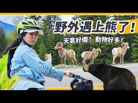 孕婦勇闖Banff國家公園！六月暴雪中跟黑熊零距離驚喜互動😍