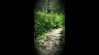 ASMRAMBIANCE.MysteryPath.GloriaWimberley #ASMR #ASMRAMBIANCE #NATURE #WoodsyWalk #NatureSounds