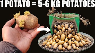 How To Plant Potatoes | Get 5 KG Potatoes From 1 Potato | SEED TO HARVEST