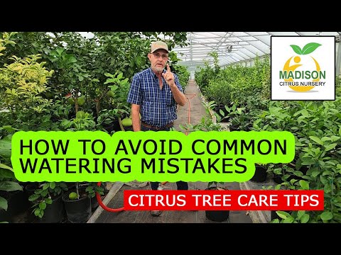 How To Water Your Citrus Trees In Containers EXPLAINED!