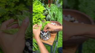 Diy Mini Gabion Planter #ytshorts #gardendiy