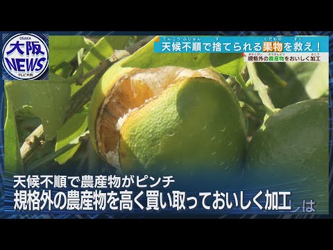 【規格外を活かせ！】和歌山みかんがバターに？農家も企業もサスティナブルにハッピーに