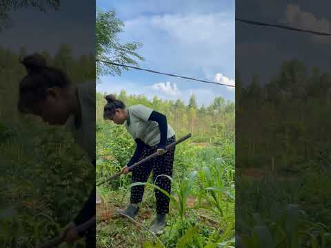 Weeding the corn garden #lifeinthemountains #bushcraft #i’amanh