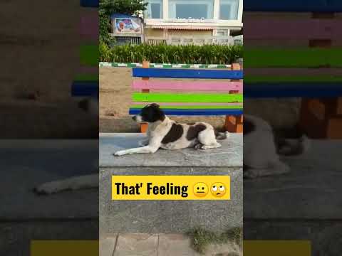 #streetdog #doglover #latestshorts #public #spot#lonely #feeling dog #hearttouching #dogvideo