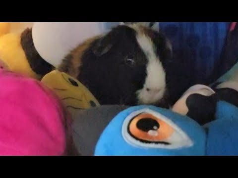 Guinea pig Bunbun webcam