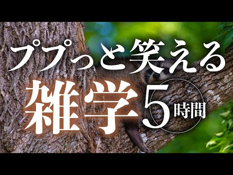 【睡眠導入】ププっと笑える雑学5時間【合成音声】