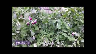 How to Plant Dwarf Gray Sugar Peas #SugarPeas #HowToPlant