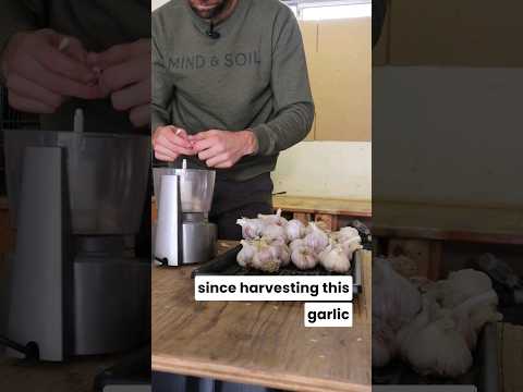 🧄Do this 1 thing when your harvested garlic starts to sprout to enjoy it for months to come!