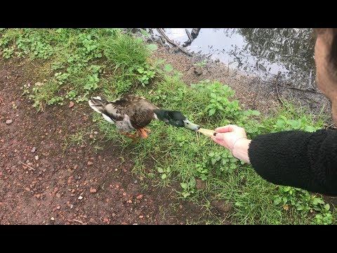 HAND Feeding the ducks and DUCKLINGS with Elsie-Rose