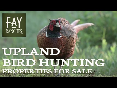 Upland Bird Hunting Properties For Sale | Fay Ranches