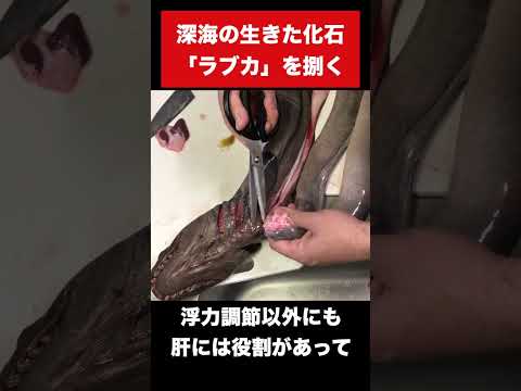 深海の激レア古代魚を捌いたら体内にヤバい物体が…！