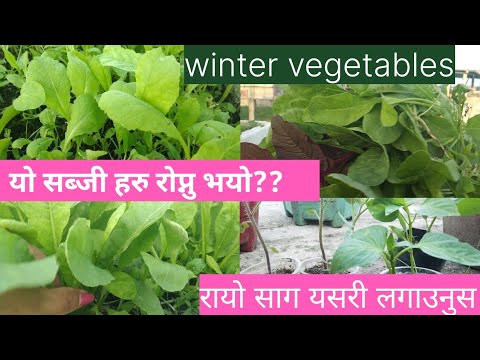 Winter vegetables काे बिरुवा सर्दै छु। मेरो रायो साग यस्तो छ, हजुरले लगाउनु  भयो।।