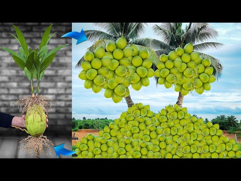 i Growing Coconut with Aloe Vera By Using Secret Techniques, How to Grafting Coconut Tree