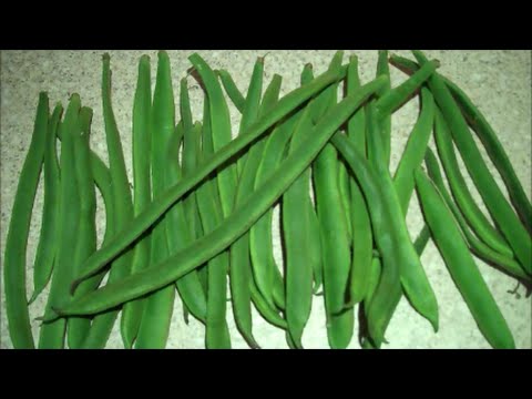 How to Grow Runner Beans