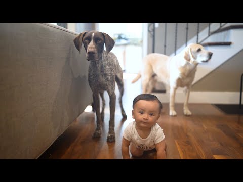 Dogs and baby want the same thing