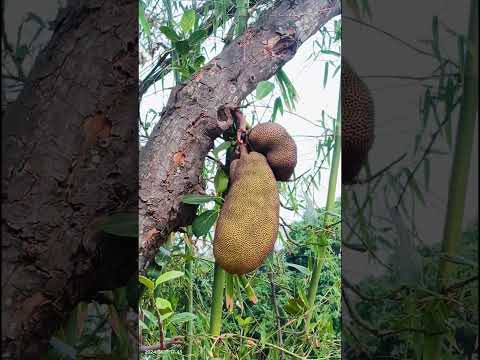 #viralshort _कटहल का पेड़#video _jackfruit