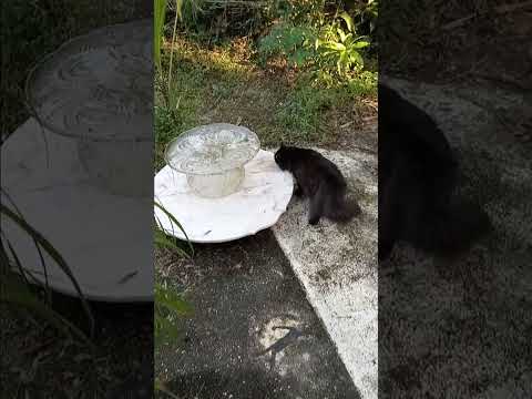 1249 kitty cat discovers fresh clean water 💦