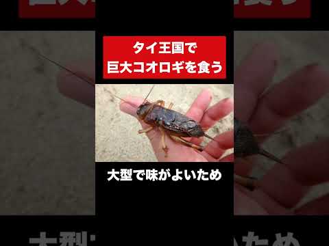 巨大コオロギの正しい食べ方