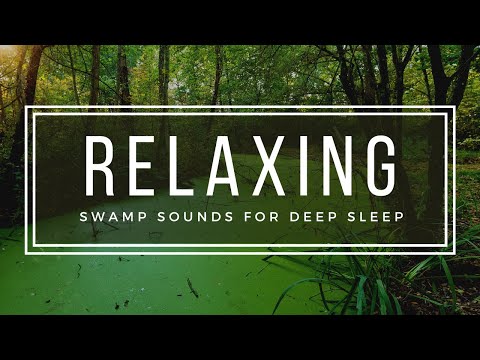 Swamp Audio 🌾 - 8 Hours Wetland Sounds Bayou Sounds HD