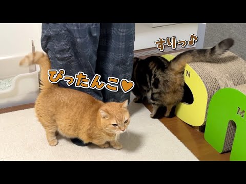 出掛けようとした途端に甘えて阻止してくる猫が可愛すぎる！