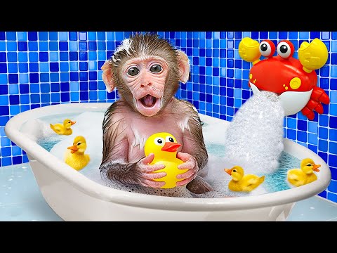 KiKi Monkey bath in Full of Bubble Bathtub in the toilet with Ducklings | KUDO ANIMAL KIKI