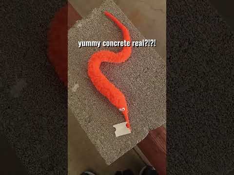 taking my worm on a string to Walmart 😨😨 #wormonastring #walmart #silly #shopping