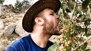 Pistachio tree