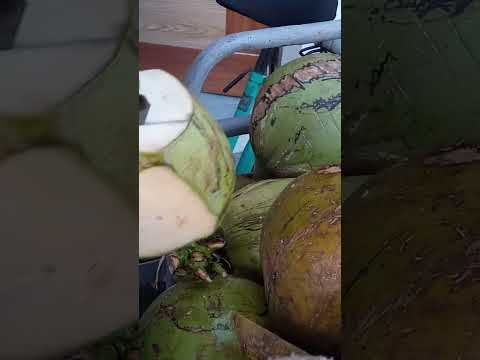 freshly cut coconut juice Asmr #satisfying #coconutjuice #streetfood #youtubeshorts #Gatchie Jr