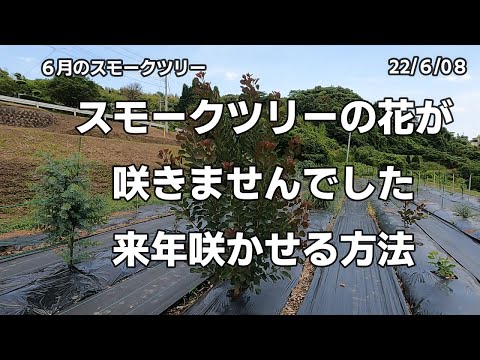 スモークツリー栽培失敗しました！申し訳ありません。