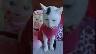 funny marrige of cat