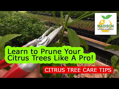 How To Prune Citrus Trees Like a Pro - Encourage Branching & More Fruit! - Madison Citrus Nursery