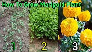 Complete process of preparing marigold flower 🌹#youtubeshorts #viralvideo #plantpropagation