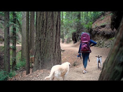 A Soothing Escape: A POV Hike in a Redwood Forest with Baby and Dogs